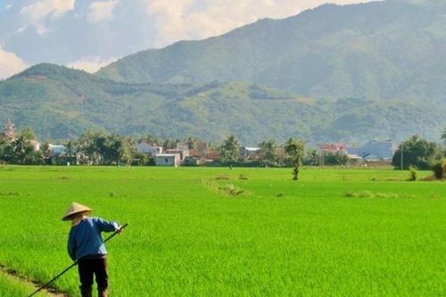 Điều kiện chặt chẽ khi chuyển mục đích sử dụng đất trồng lúa từ năm 2025