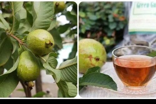 Nhóm người nên thường xuyên uống nước lá ổi