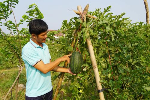 Dưa hấu hữu cơ trên đất Nam Trạch