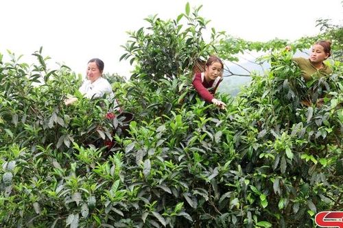 Đánh thức tiềm năng vùng cao Suối Tọ