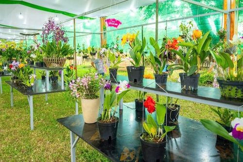 Lan quý hội tụ Hoàng cung