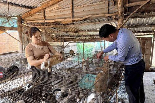 Lâm Đồng: Phát triển mô hình nuôi thỏ, hướng sinh kế xanh tại xã Quảng Trực