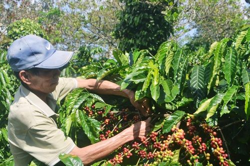 Tái thiết liên kết chuỗi giá trị nông nghiệp