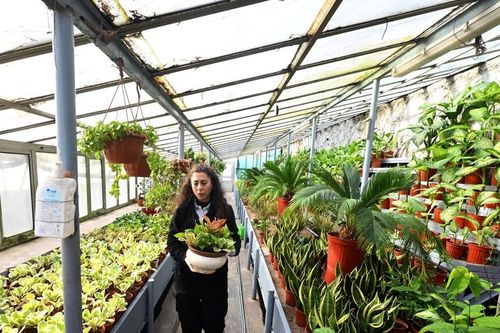 Chuyển đổi xanh tại Quốc hội Thổ Nhĩ Kỳ Cơ quan lập pháp có nhà kính trồng hoa lớn nhất thế giới