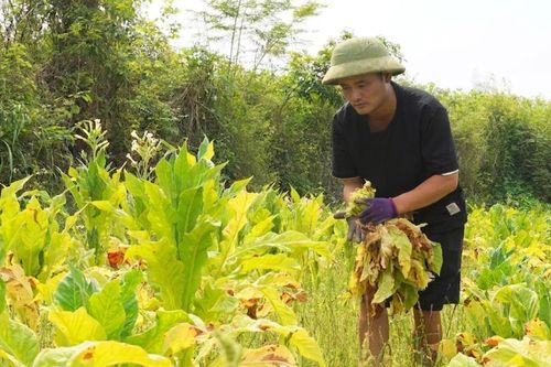 Cây thuốc lá trước 'bài toán kép': Hài hòa lợi ích để giữ ổn định sản xuất