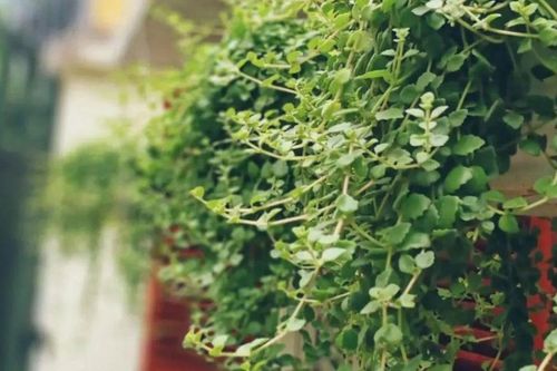 'Bùng nổ' các xu hướng trồng cây trong nhà 2026 giúp bạn sống chậm giữa phố thị