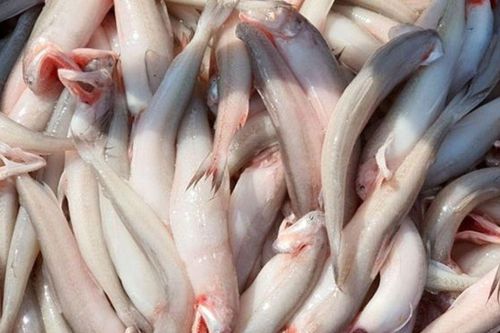 Loại cá mềm 'tan trong miệng', trước bán rẻ nay thành đặc sản, chứa protein dồi dào, phù hợp người lớn tuổi và trẻ em