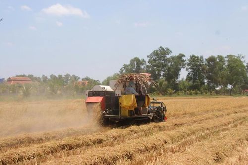 Hội thảo kết nối sản xuất lúa gạo tại Cà Mau: Đẩy mạnh hợp tác bền vững