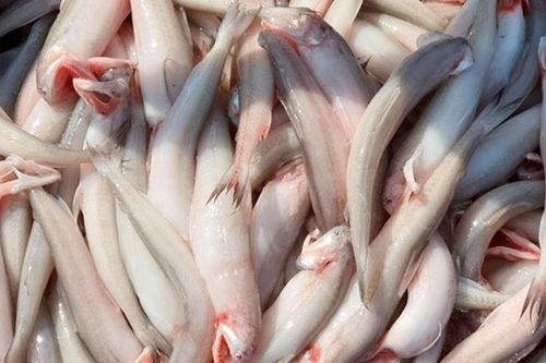 Loại cá trước bán rẻ nay thành đặc sản, người trung niên nên ăn giúp nhuận tràng, ổn định đường huyết