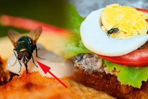 Cơ sở kinh doanh thực phẩm có ruồi, gián... có thể bị phạt đến 6 triệu đồng