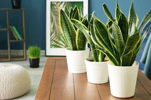 Có thể bạn chưa biết, loạt cây trồng trong nhà xanh tốt quanh năm