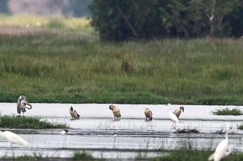 Hàng ngàn chim quý hiếm bay về, Tràm Chim hồi sinh