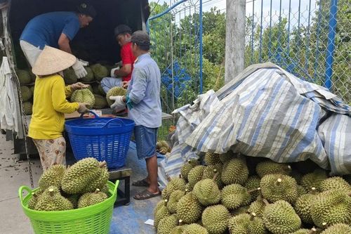 Sầu riêng rớt giá thê thảm