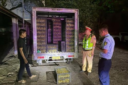 Phát hiện xe tải chở 10.000 vịt con không rõ nguồn gốc