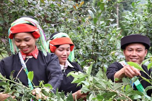'Vàng xanh' tạo động lực phát triển kinh tế vùng Tây Côn Lĩnh