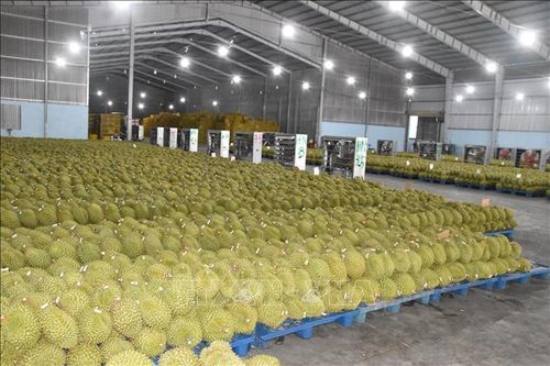 Giá sầu riêng bất ngờ giảm mạnh