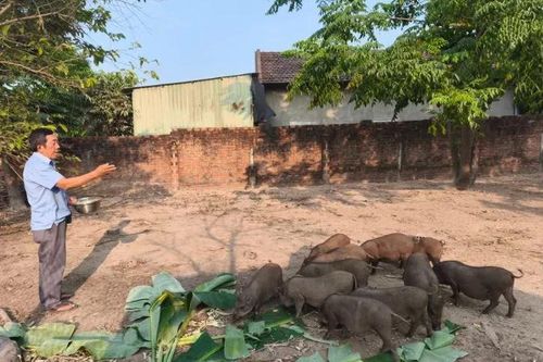 Nuôi heo đen lai tự nhiên, nông dân Gia Lai thu tiền tỷ, mở lối làm giàu bền vững