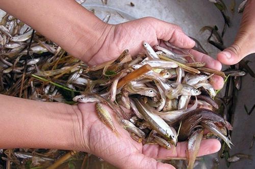 Loại cá nhỏ chỉ bằng đầu đũa, ngày trước bán 'rẻ như cho', nay 400 nghìn mới mua được 1 kg