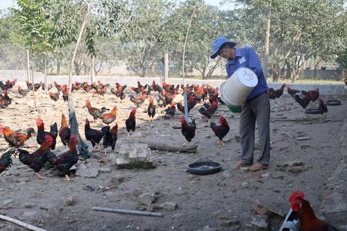 Thanh Hóa: Từ giống gà quê, nông dân tìm ra 'công thức' làm giàu