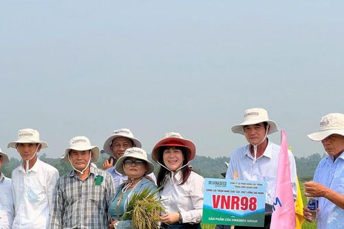 Giống lúa VNR98 cho năng suất cao