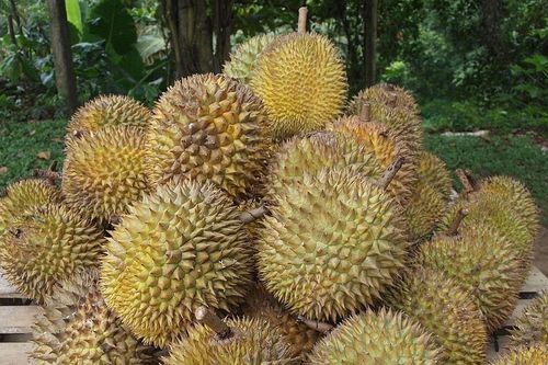 Giá sầu riêng hôm nay 28/4/2026: Ri6 xuống thấp, Musang King giữ giá cao