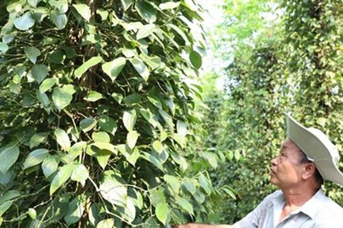 Đồng Nai phát triển gần 19.400 hécta nông nghiệp hữu cơ theo chuỗi liên kết