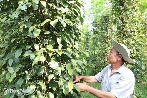 Đồng hành cùng nông dân phát triển kinh tế bền vững