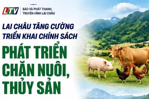 Lai Châu tăng cường triển khai chính sách phát triển chăn nuôi, thủy sản