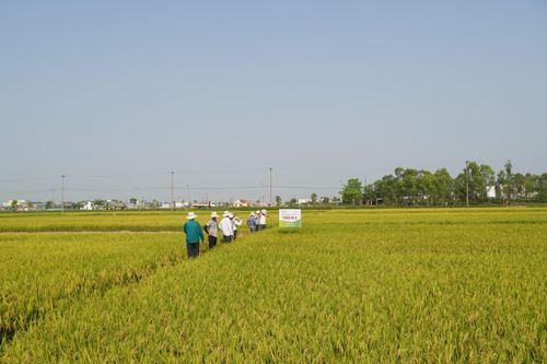 Ba Đồn được mùa lúa đông-xuân