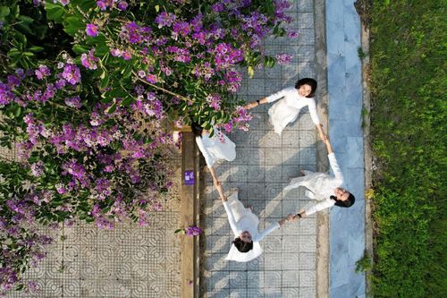 Dịu dàng sắc hoa bằng lăng