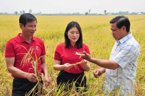 Tháo gỡ điểm nghẽn trong chuỗi liên kết sản xuất - tiêu thụ lúa gạo ở Cà Mau