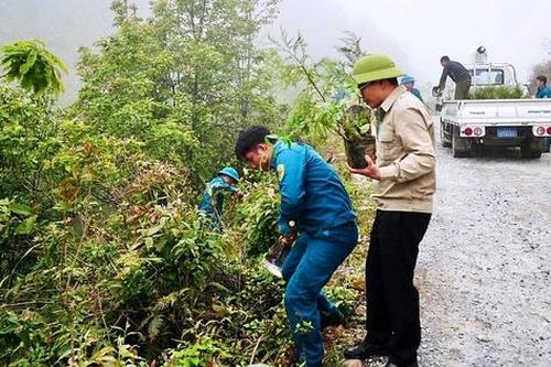 Trồng hơn 1.600 cây hoàng đàn ở Vườn quốc gia Hoàng Liên