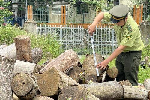 Toàn tỉnh phát hiện, xử lý 68 vụ vi phạm trong lĩnh vực lâm nghiệp