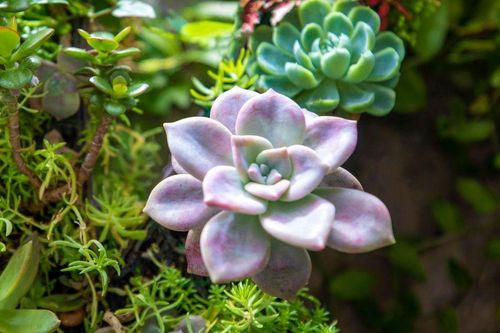 Top cây cảnh 'hot trend' phủ sóng mạng xã hội, giới trẻ mê mẩn