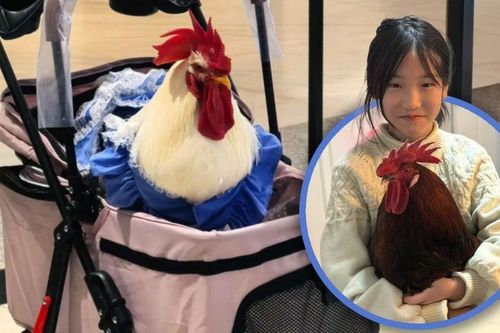 Khi một con gà cũng có thể trở thành 'thành viên gia đình': Xu hướng nuôi thú cưng độc lạ ở khiến nhiều người bất ngờ