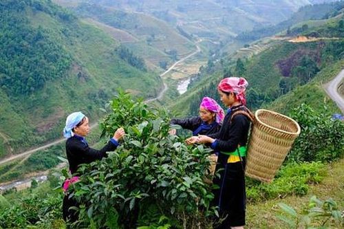 Lào Cai đẩy mạnh phát triển nông nghiệp, tập trung trồng cây dược liệu