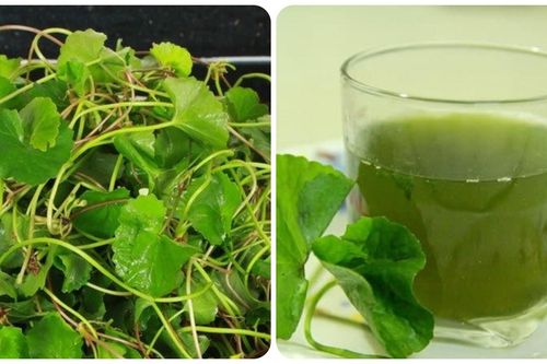 Những người không nên uống nước rau má