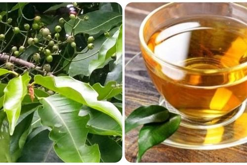 Nên uống nước lá vối khô hay tươi?