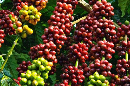 Ba giống cà phê thống trị thế giới