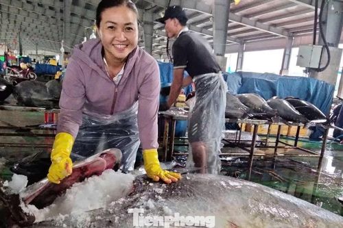 Cận cảnh cá ngừ đại dương nặng cả tạ được cẩu lên bờ sau chuyến biển