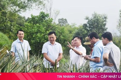 Phó Chủ tịch UBND tỉnh kiểm tra mô hình trồng dứa liên kết