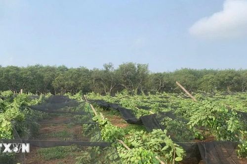 Đồng Nai: Mưa lớn kèm lốc xoáy làm gãy đổ hàng nghìn trụ tiêu