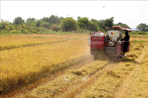 Lúa Đông Xuân trúng mùa, giá thấp
