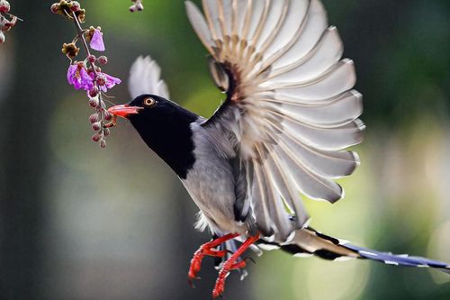 Chim Giẻ cùi mỏ đỏ 'ghé phố', thu hút người yêu thiên nhiên