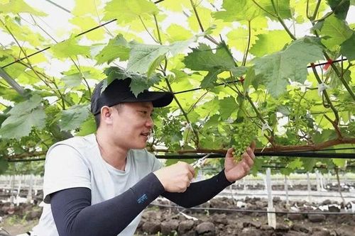 Xây dựng sản phẩm OCOP nho sữa Hàn Quốc