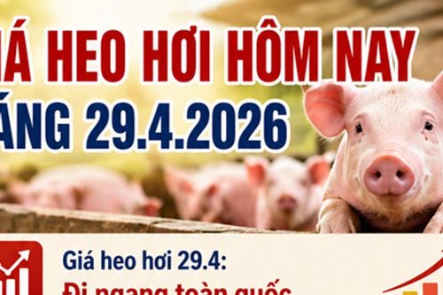 Giá heo hơi ngày 29/4: Miền Nam và Lâm Đồng neo ở mức cao 69.000 đồng/kg