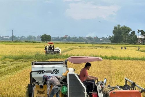 Lúa đông xuân được mùa, giá bán thấp