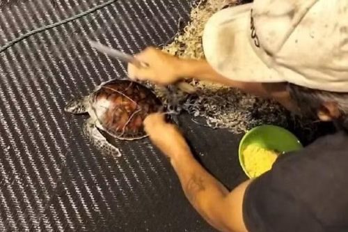 Ngư dân Gia Lai cứu hộ nhiều rùa biển quý hiếm