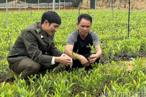 Đảm bảo chất lượng giống cây lâm nghiệp