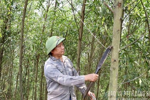 Bí thư chi bộ thôn gương mẫu làm giàu